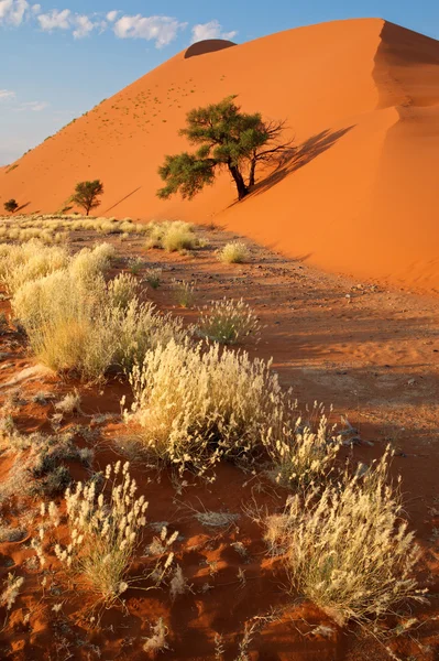 Paisagem do deserto — Fotografia de Stock