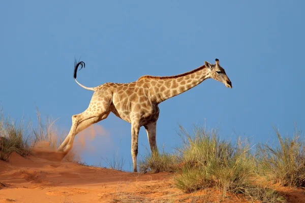 Жираф на песчаной дюне — стоковое фото