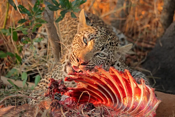 Feeding leopard — Stock Photo, Image