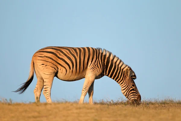 Zebra-da-planície — Fotografia de Stock