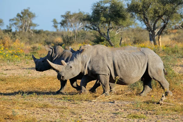 Witte neushoorn — Stockfoto