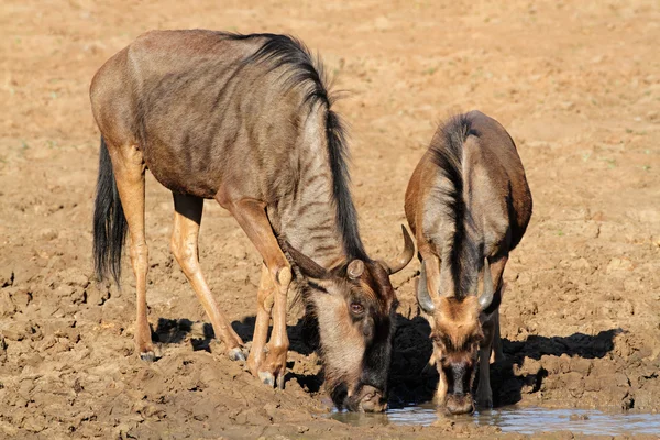 Wildebeest drinking water — Stock Photo, Image