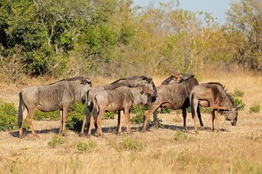 Mavi antilop sürüsü