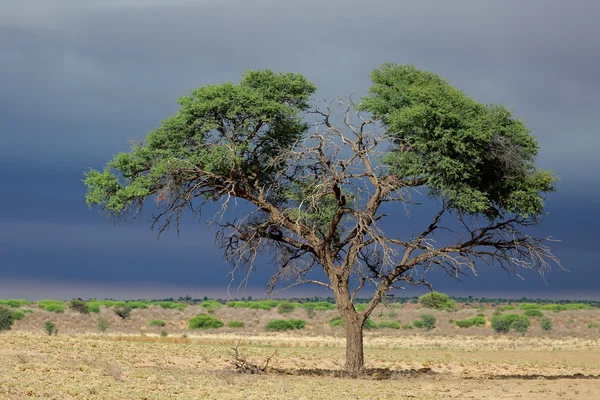 African Acacia tree — Stock Photo, Image