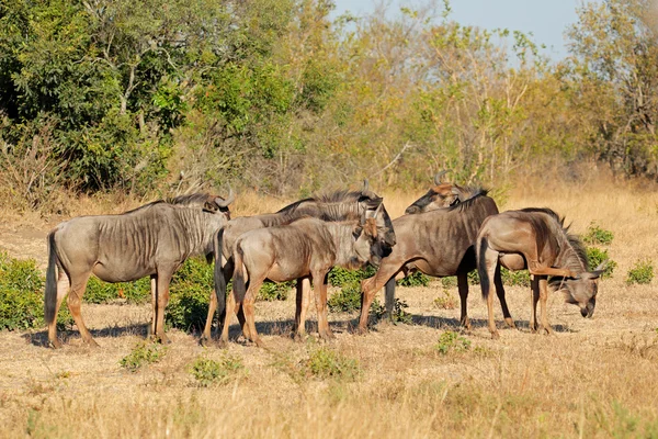 Blue wildebeest stádo — Stock fotografie