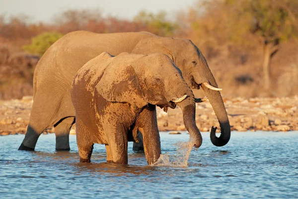 Elefantes agua potable —  Fotos de Stock
