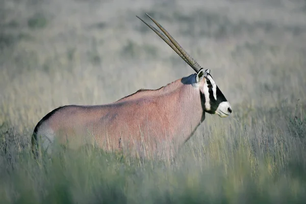 Gemsbok антилопи — стокове фото