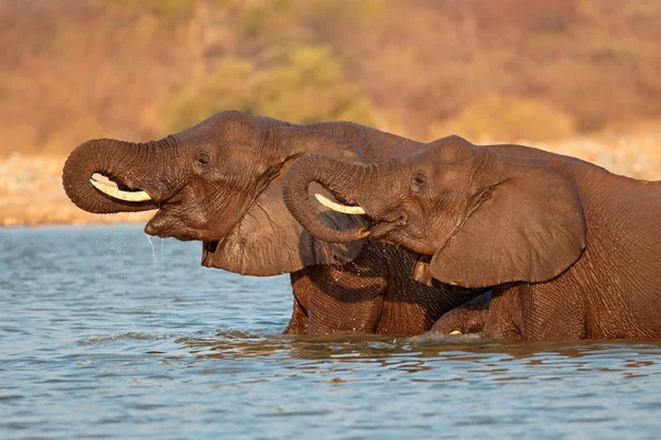 Elefanter i vatten — Stockfoto