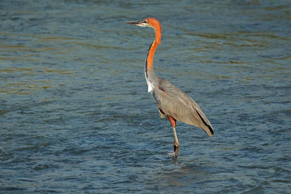 Goliath heron in water — Stockfoto