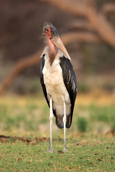 Marabou-Storch — Stockfoto