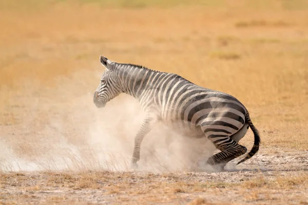 Ebenes Zebra im Staub — Stockfoto