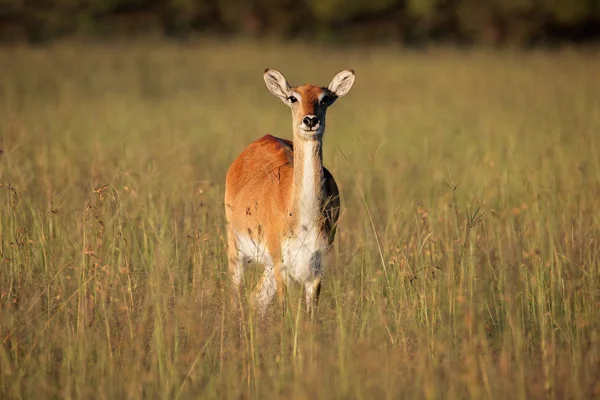 Antylopa czerwony lechwe — Zdjęcie stockowe