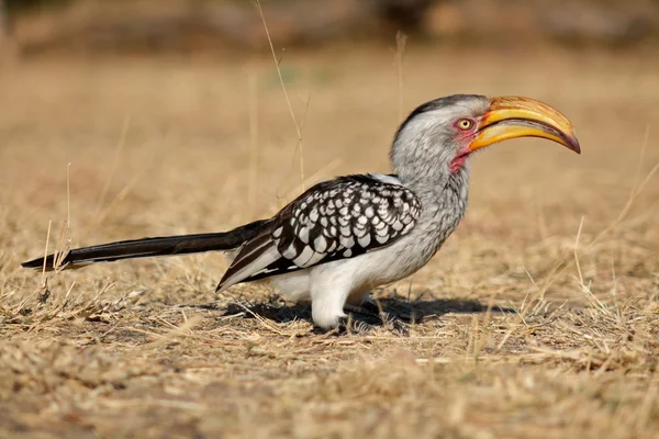 Hornbill-de-bico-amarelo — Fotografia de Stock