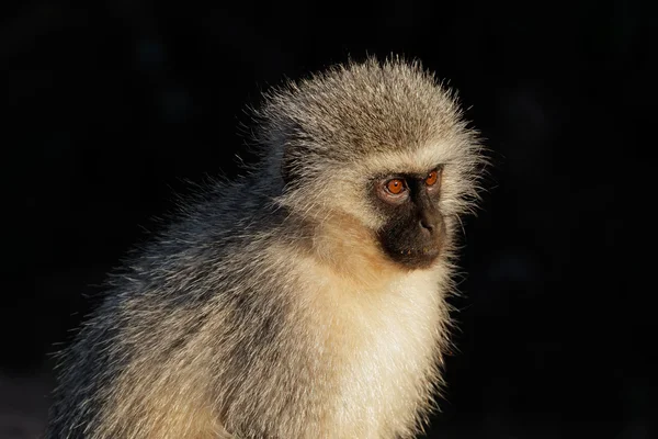 Grüner Affe — Stockfoto