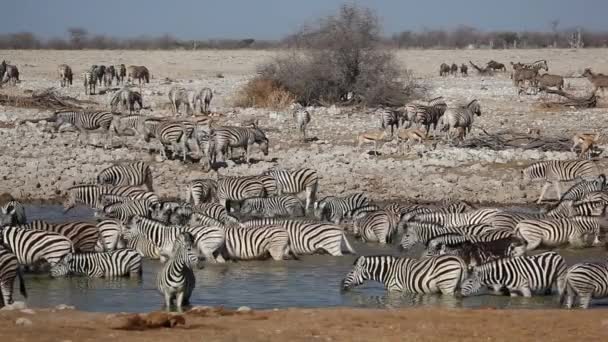 Agujero de agua Etosha — Vídeos de Stock