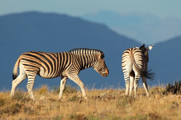 Zebras das planícies — Fotografia de Stock