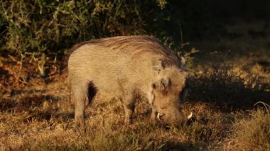 Yaban domuzu Beslemesi
