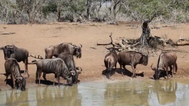 ziyarette200 wildebeest