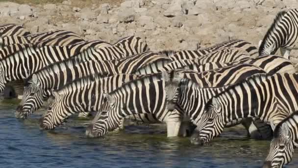 Zebras das planícies bebendo — Vídeo de Stock