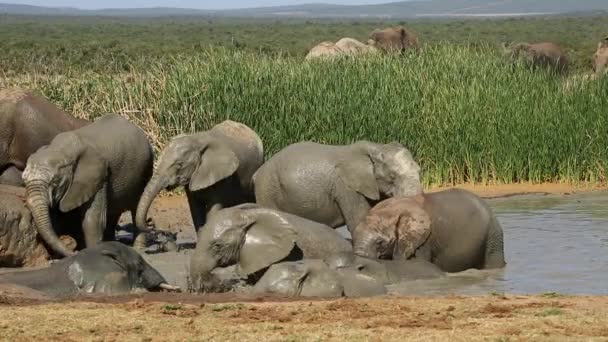 Playful African elephants — Stock Video