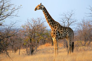 Zürafa doğal ortamlarında