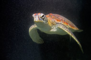 hawksbill deniz kaplumbağası