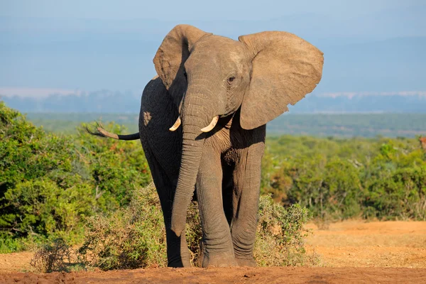 Slon africký — Stock fotografie