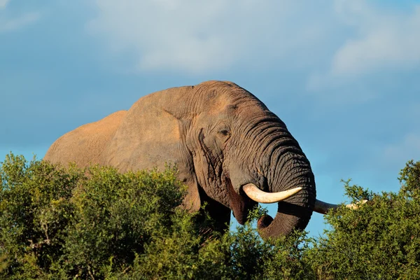 Retrato de elefante africano — Foto de Stock