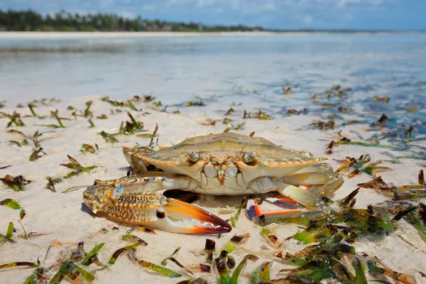 Krab na plaży — Zdjęcie stockowe