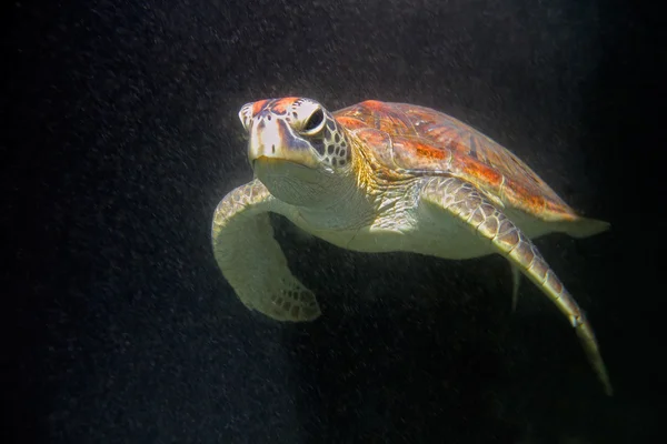 Hawksbill deniz kaplumbağası — Stok fotoğraf