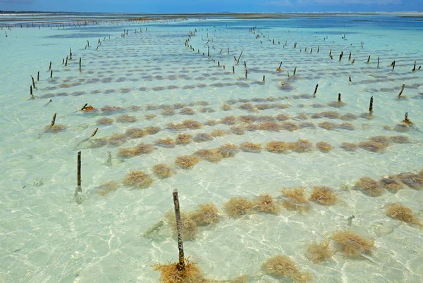 Seaweed farming — Stock Photo, Image