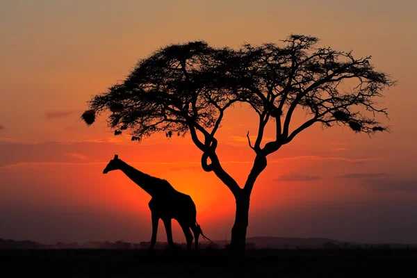 Arbre et girafe silhouettés — Photo