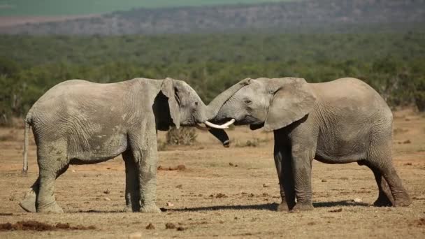Elefantes africanos luchando — Vídeo de stock
