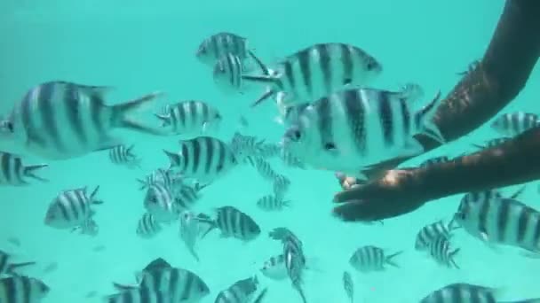 Alimentação de peixes de recifes de coral — Vídeo de Stock