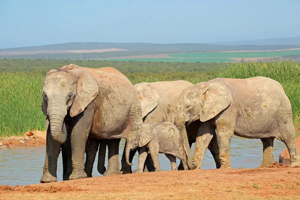 Afrikaanse olifanten op waterhole — Stockfoto