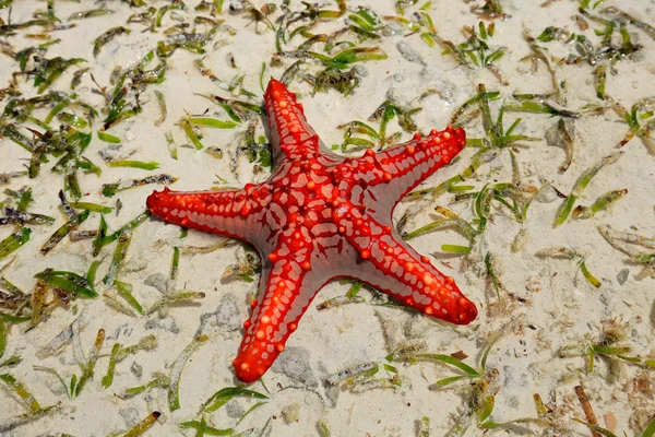 Red starfish — Stock Photo, Image