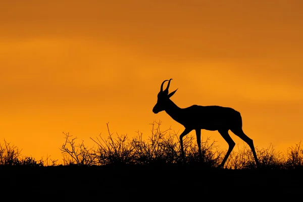 Silhouette Springbok — Foto Stock