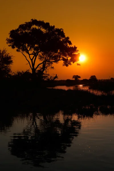 Árbol y reflexión — Foto de Stock