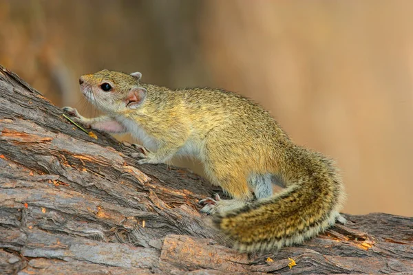 Tree squirrel — Stock Photo, Image