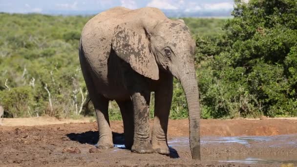 非洲大象喝水 — 图库视频影像