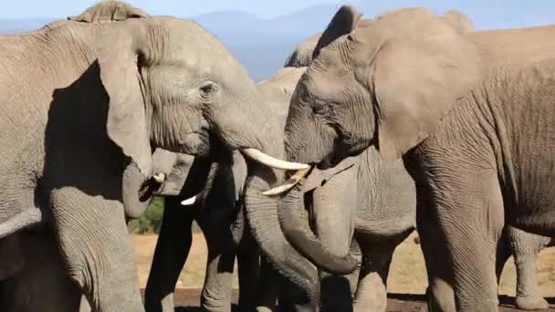 Éléphants d'Afrique en interaction — Video