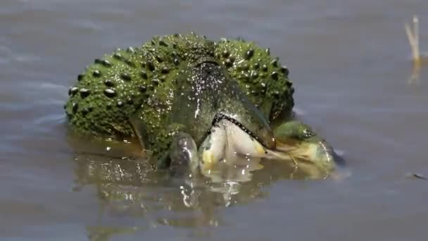 Afrikanska jätte bullfrogs lägga ägg — Stockvideo