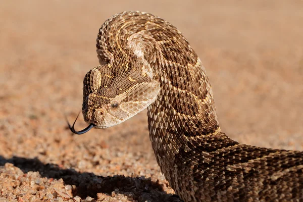 Defensive puff adder — Stock Photo, Image