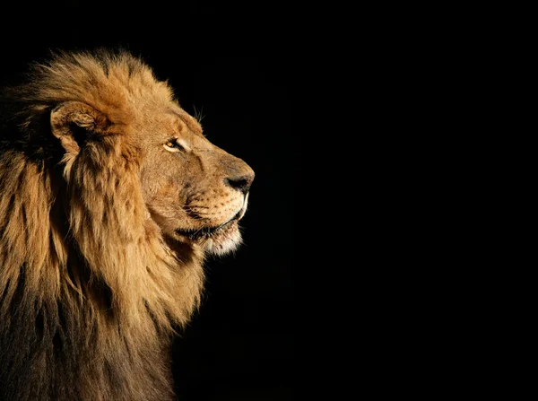 Lion africain mâle sur noir — Photo