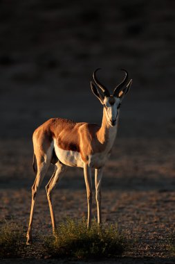 Springbok antilop