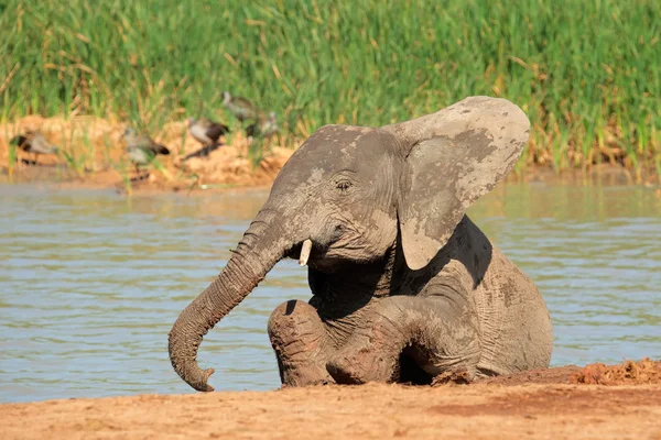 Speelse Afrikaanse olifant — Stockfoto