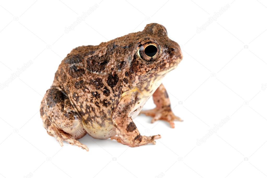 Sand frog