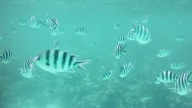 mercan resif balıkları