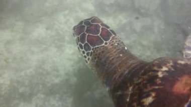 hawksbill deniz kaplumbağası