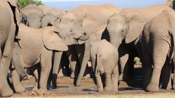 Manada de elefantes africanos bebiendo — Vídeo de stock